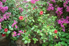 hibiscus / bougainvilleas